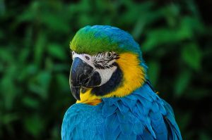 parrot-320006_1280